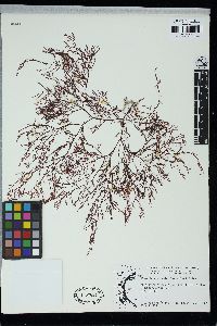 Plumariopsis peninsularis image