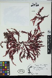 Paraglossum salicifolium image