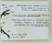 Leptophytum coulmanicum image