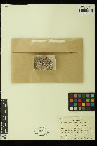 Phymatolithon calcareum image