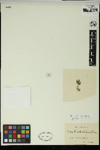 Flabellia petiolata image