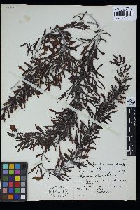 Sargassum echinocarpum image