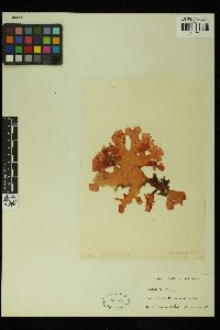 Sebdenia monnardiana image