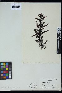 Sargassum acinarium image