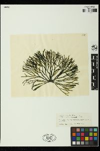 Codium fragile subsp. scandinavicum image