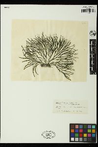 Codium fragile subsp. scandinavicum image