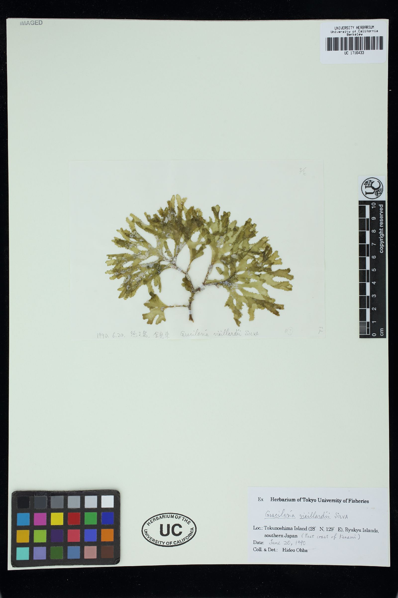 Gracilaria vieillardii image