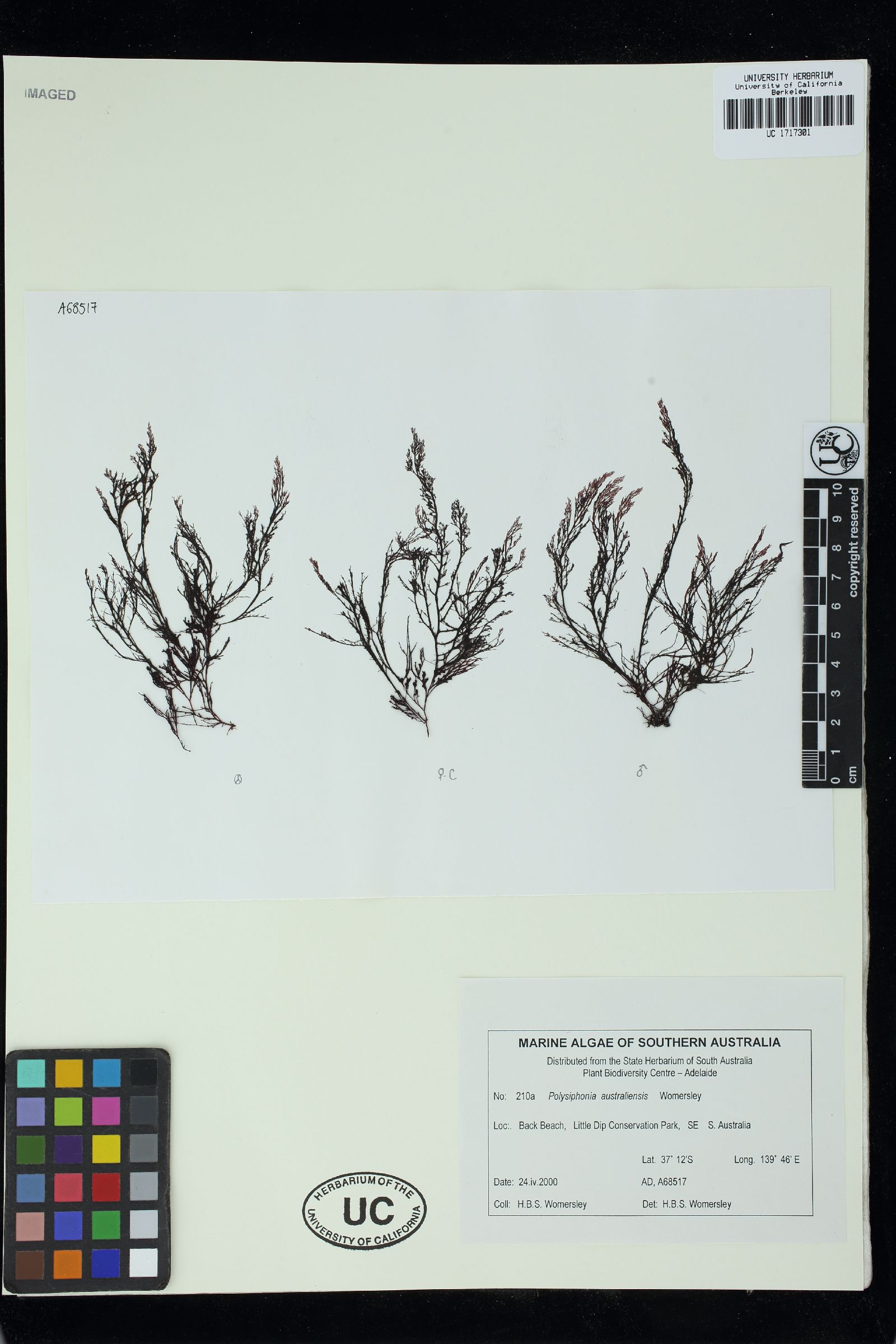 Polysiphonia australiensis image