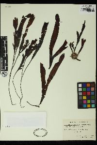 Dictyopteris longifolia image