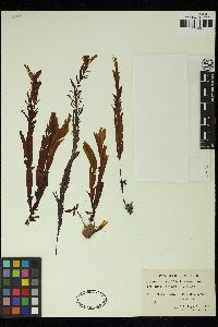 Dictyopteris longifolia image