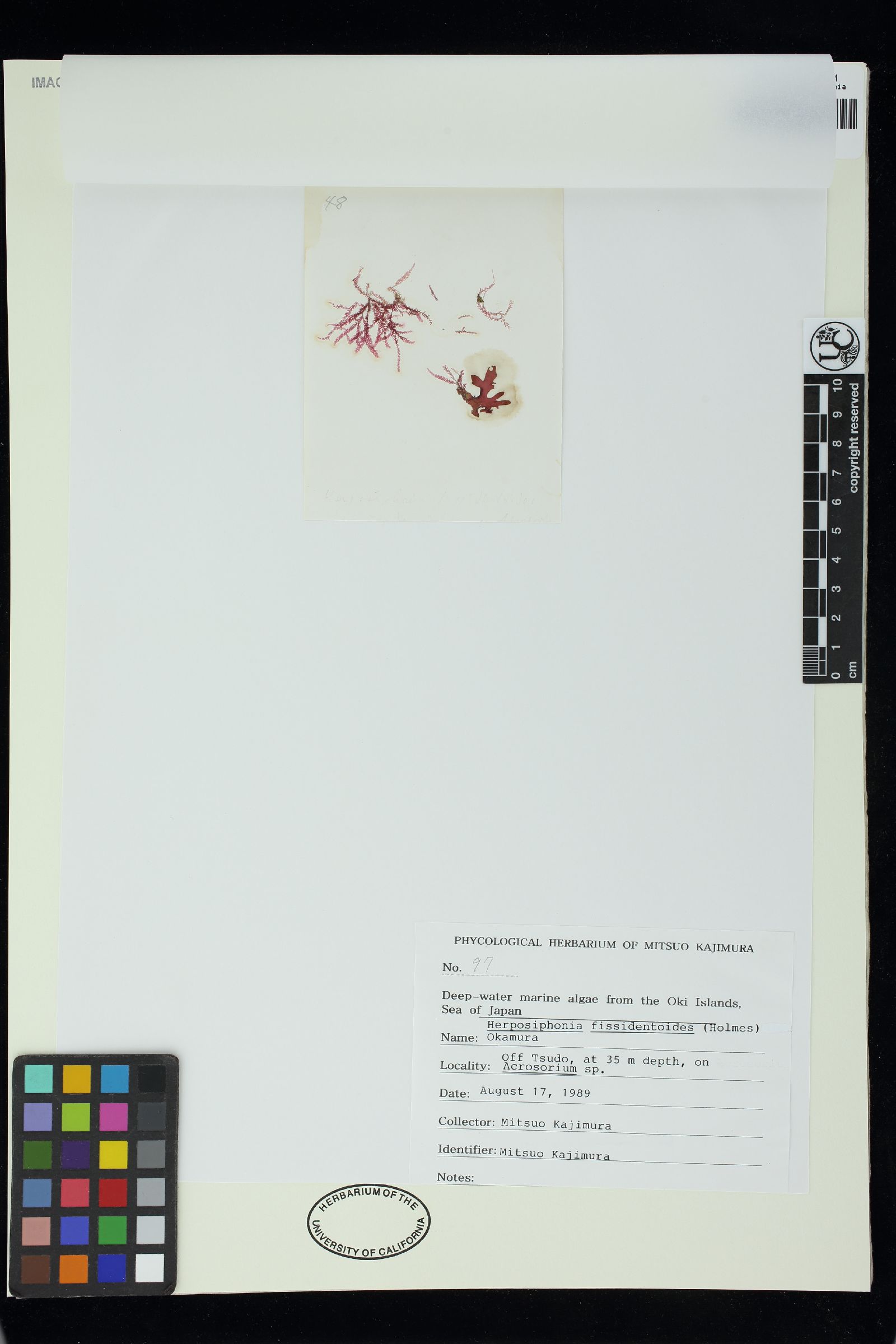 Herposiphonia fissidentoides image