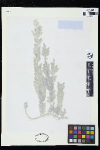 Caulerpa fergusonii image
