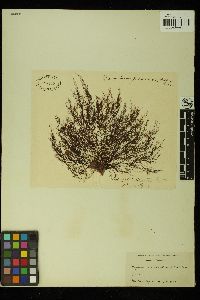 Polysiphonia fibrillosa image