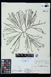 Codium gracile image