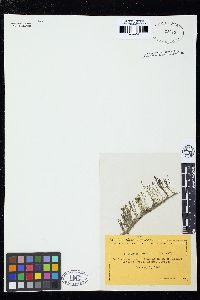 Batophora oerstedii image