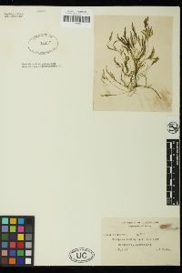 Bryopsis indica image