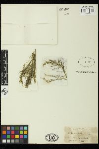 Bryopsis rhizophora image