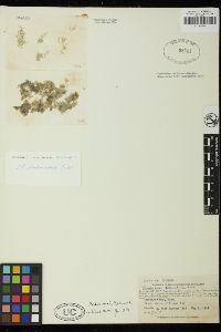 Cladophora dalmatica image
