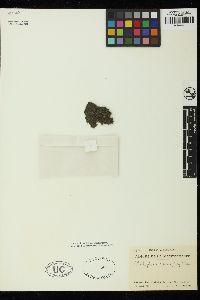 Cladophora coelothrix image