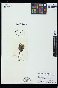 Image of Derbesia longifructa