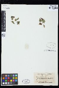 Boodleopsis pusilla image