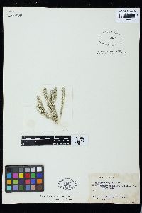 Halicoryne spicata image