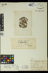 Oedogonium crassiusculum image