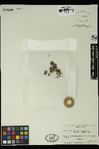 Oedogonium plagiostomum image