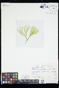 Pseudobryopsis myura image
