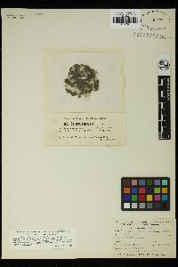 Spirogyra quadrata image