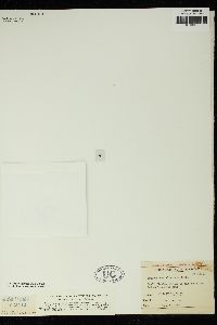 Staurastrum alternans image