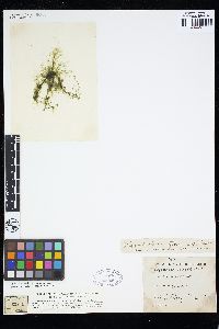 Stigeoclonium tenue image