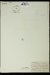 Dictyosphaeria ocellata image