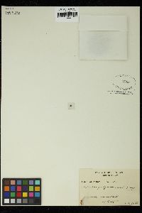Valoniopsis pachynema image