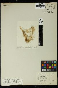 Vaucheria piloboloides image