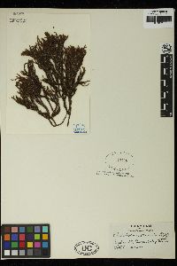 Cladostephus spongiosus image