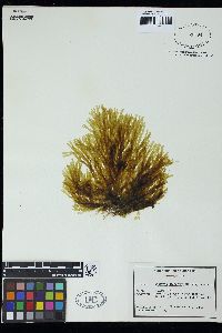 Dictyota dichotoma image