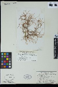 Dictyota dichotoma var. intricata image