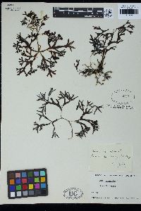 Fucus ceranoides image