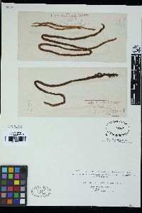 Myriogloea sciurus image