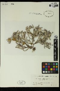 Acanthopeltis japonica image