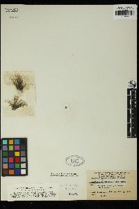 Acrochaetium sancti-thomae image