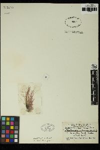 Acrochaetium sancti-thomae image