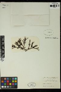 Acrotylus australis image