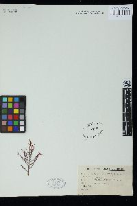 Amansia japonica image