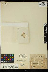 Amphiroa crosslandii image
