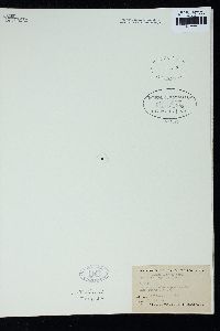 Amphiroa dimorpha image