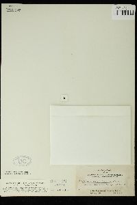 Amphiroa magdalenensis image