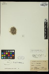 Amphiroa misakiensis image