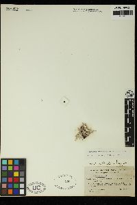 Amphiroa vanbosseae image